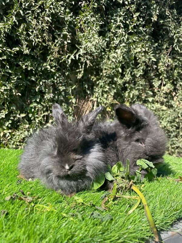 Angora bunnies 6