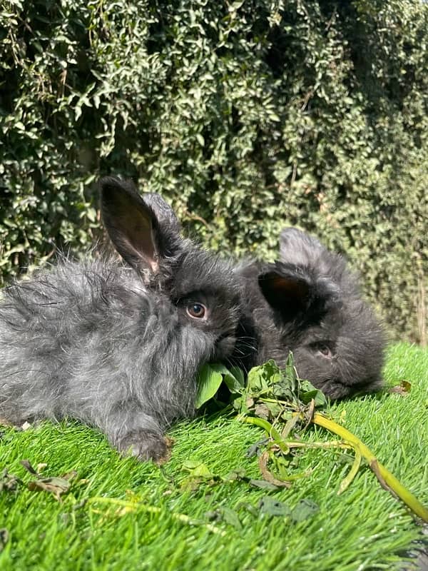 Angora bunnies 7