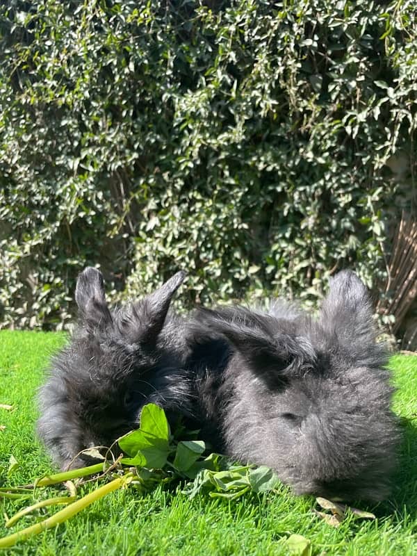 Angora bunnies 8