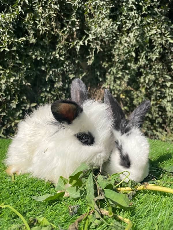 Angora bunnies 9