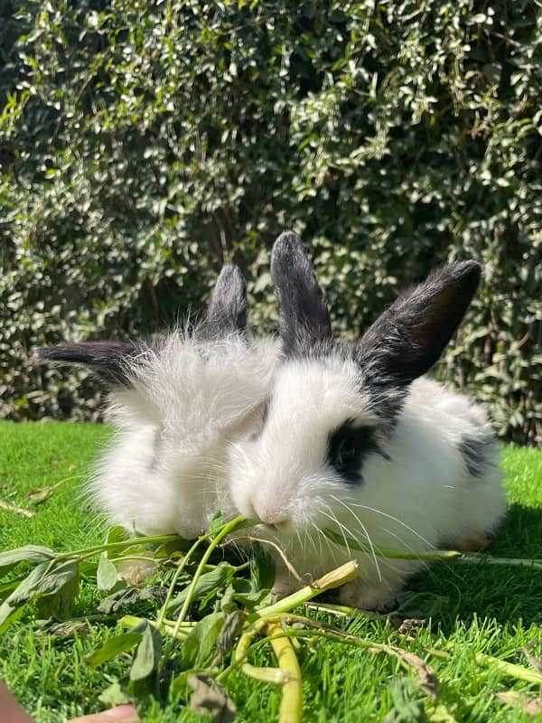 Angora bunnies 10