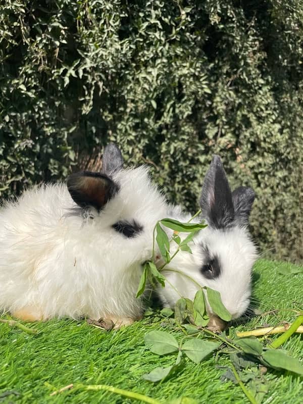 Angora bunnies 11