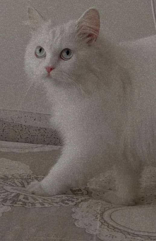 Persian blue eyes female cat 1