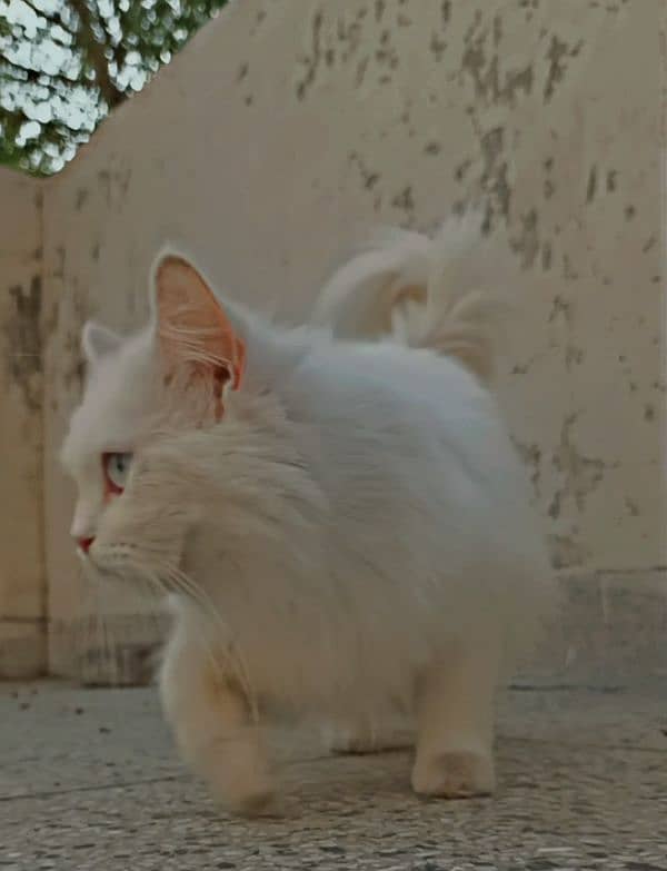 Persian blue eyes female cat 2