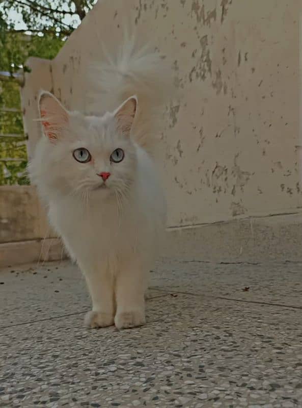 Persian blue eyes female cat 3