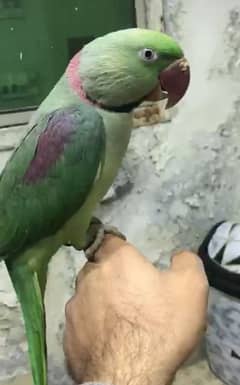 Raa parrot male