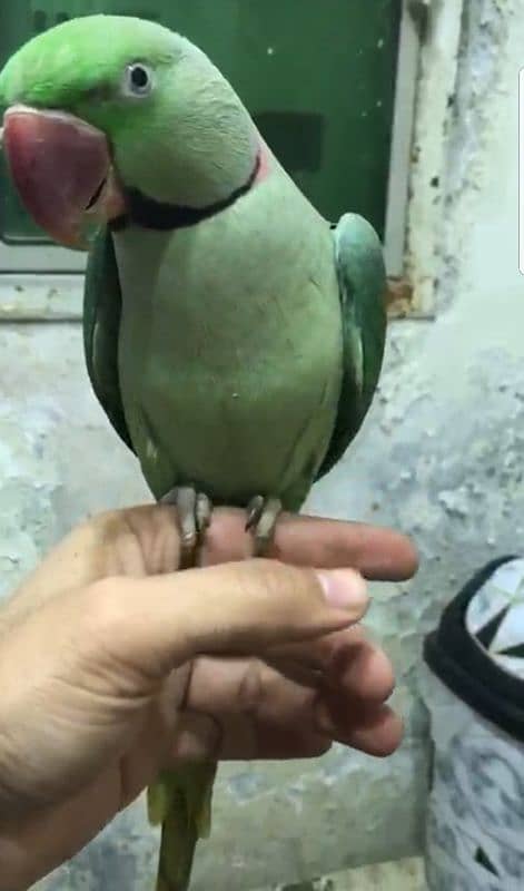 Raa parrot male 1