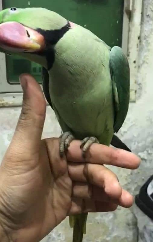 Raa parrot male 3