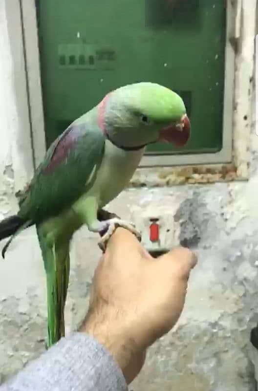 Raa parrot male 4