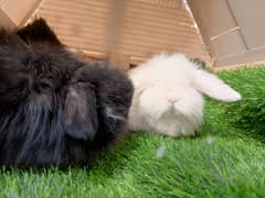 lop bunny available location islambad cargo all over Pakistan