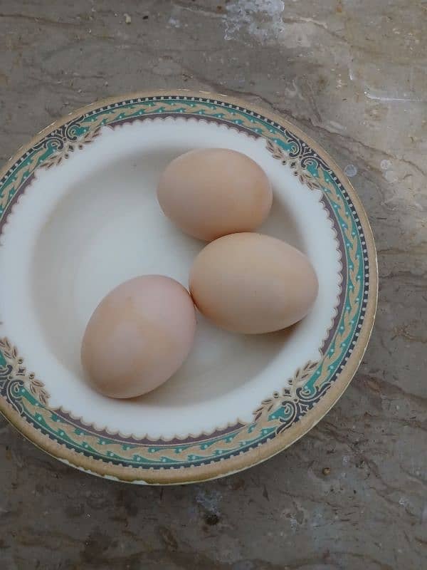 Light Sussex fertile eggs 4