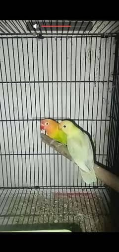 love birds/ cocktail hand tame