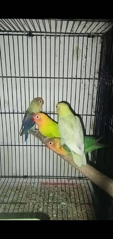 love birds 1