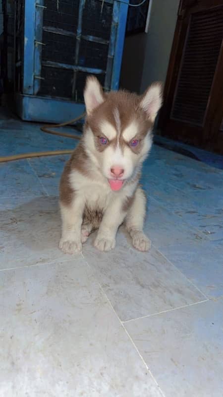 siberian husky 0309-8283322 2