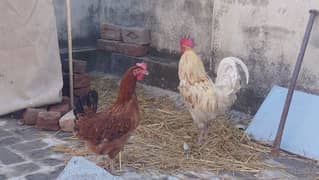 desi egg laying hens and rooster