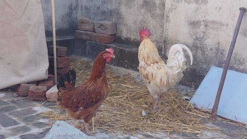 desi egg laying hens and rooster 0