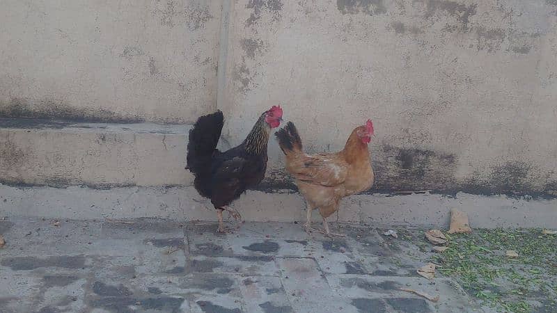 desi egg laying hens and rooster 1