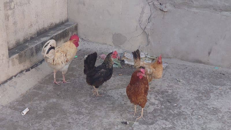 desi egg laying hens and rooster 4