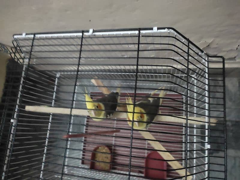 cocktail parrot breeder pair 1