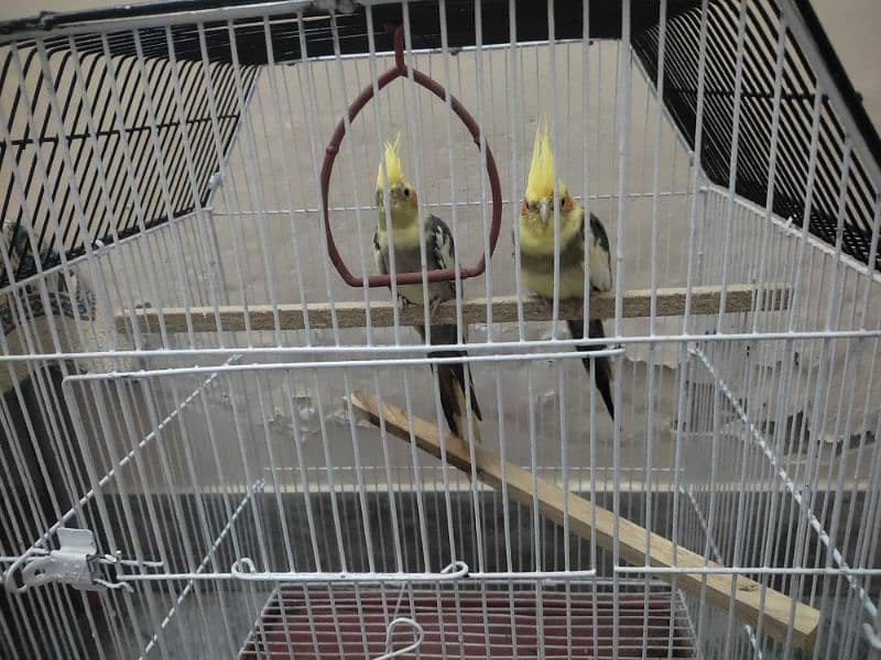 cocktail parrot breeder pair 2