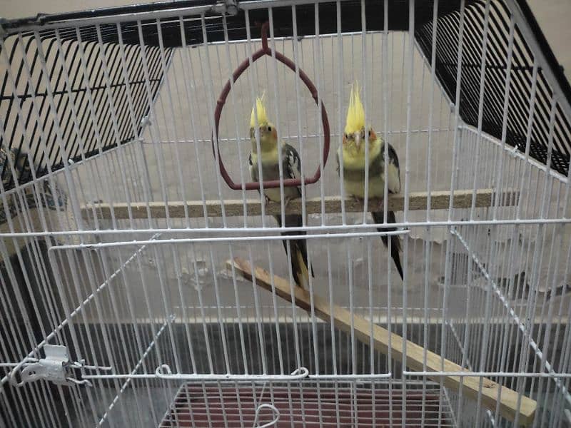 cocktail parrot breeder pair 3