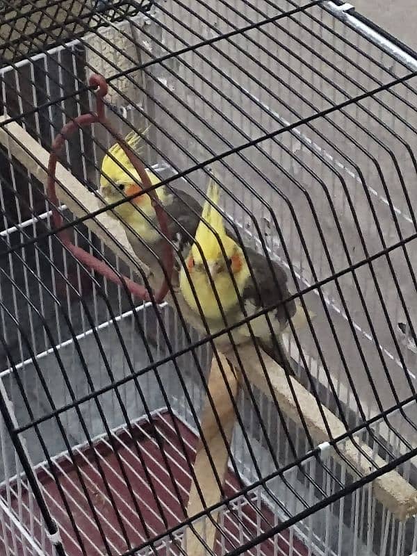 cocktail parrot breeder pair 4