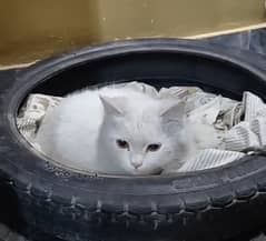 Turkish Angora double coated pair