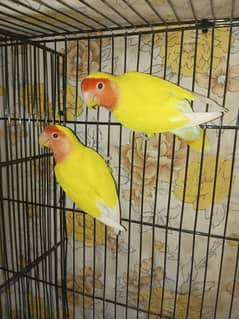 Lotino Love Bird for sale