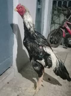 pure king shamo aseel breadr and chiks for sale 03227651560