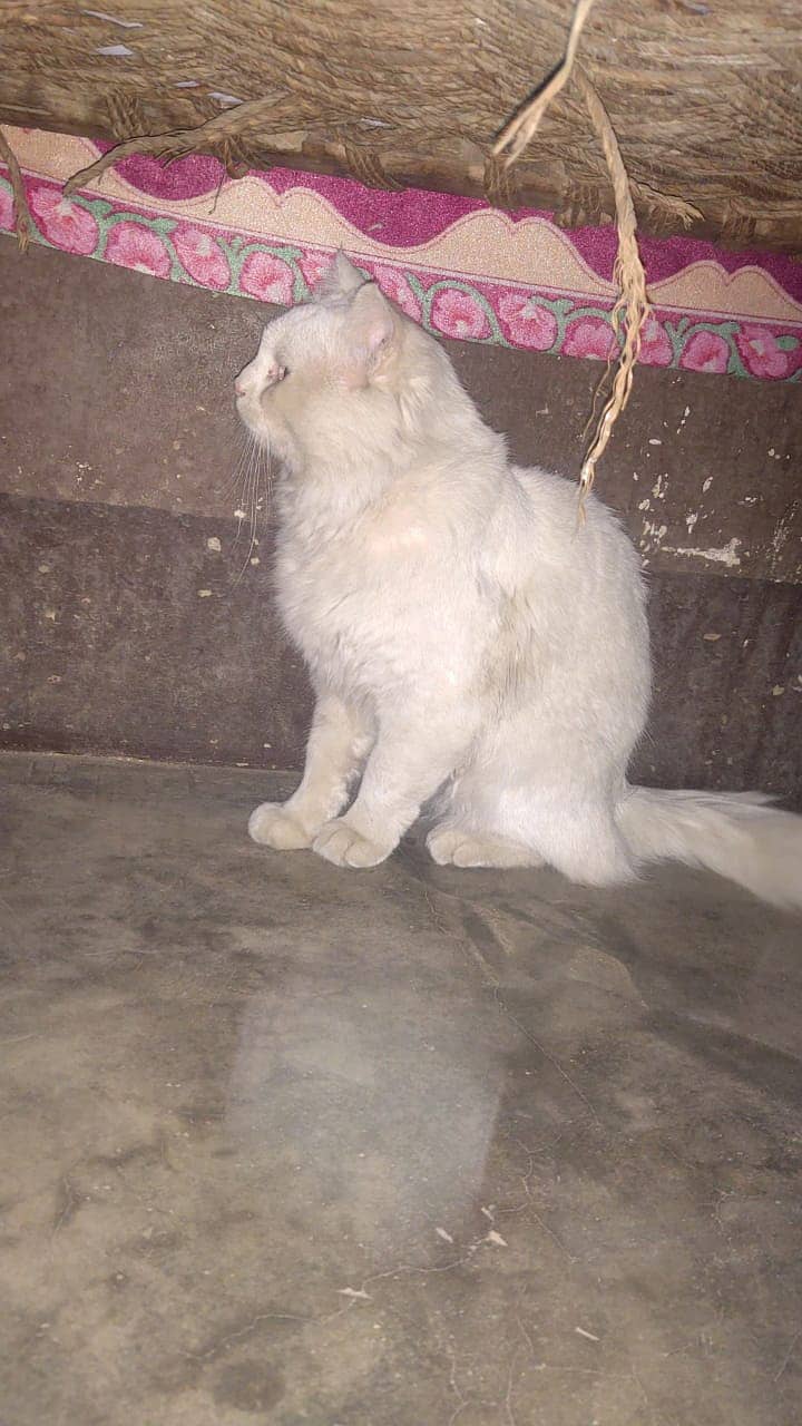 1 year old persion male cat for sale 0