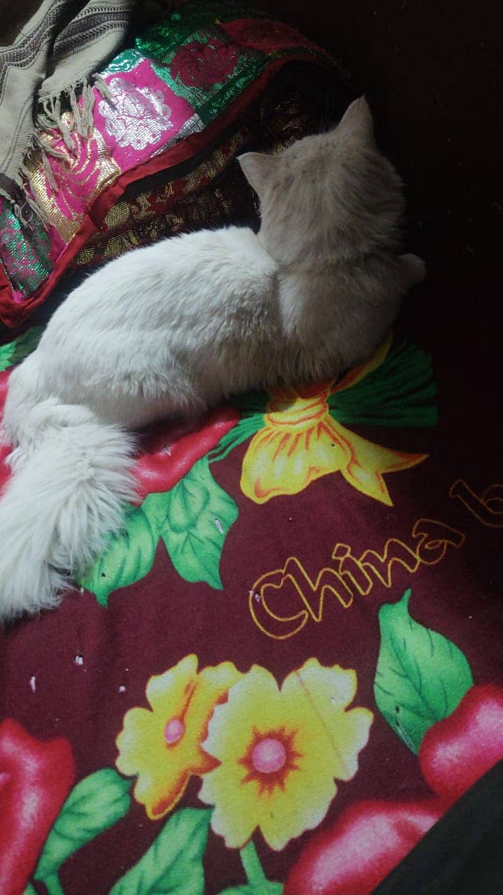 1 year old persion male cat for sale 1