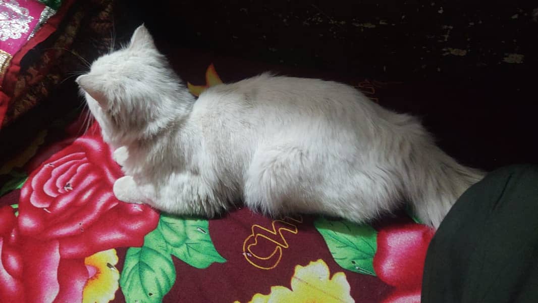 1 year old persion male cat for sale 2