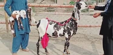 Shera print bakri 2 Bacchon Ke Sath For Sale WhatsApp On 0313,4935,145