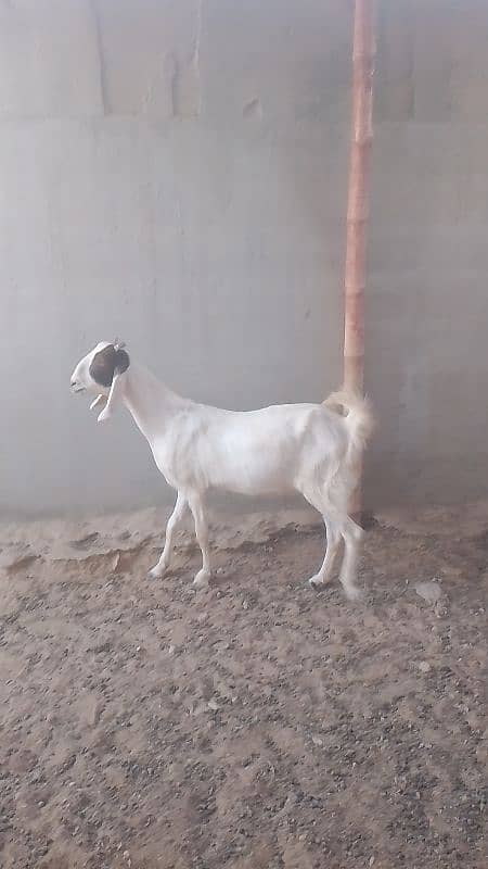 2no bakri gyabban cross with gulabi male 4