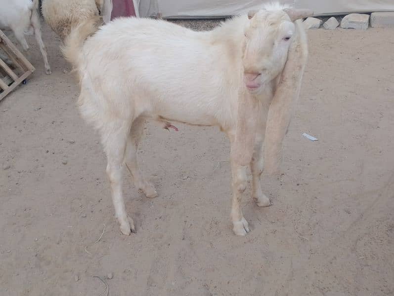 2no bakri gyabban cross with gulabi male 5