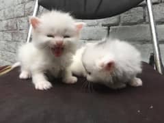 Persian kittens for sale