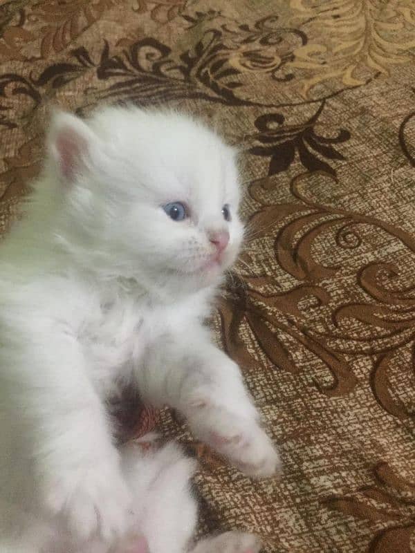 Persian kittens for sale 1