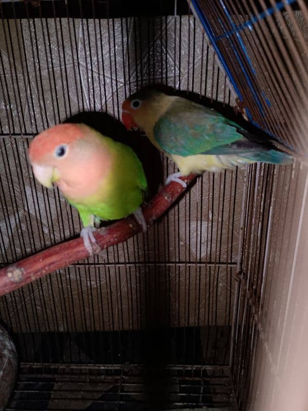 lovebirds 1