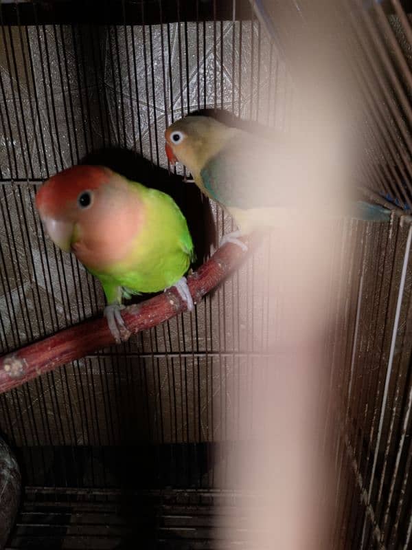 lovebirds 2