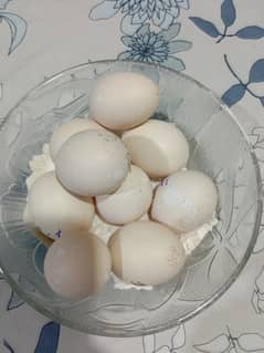 Pure Heera aseel 9 eggs