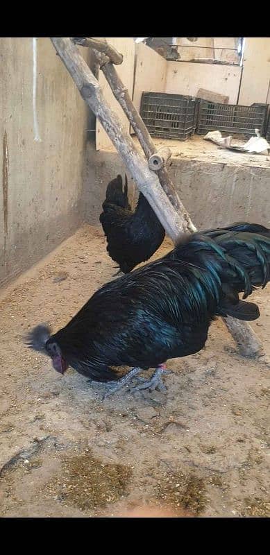 Ayam cemani breeder pair for sale in Quetta 0