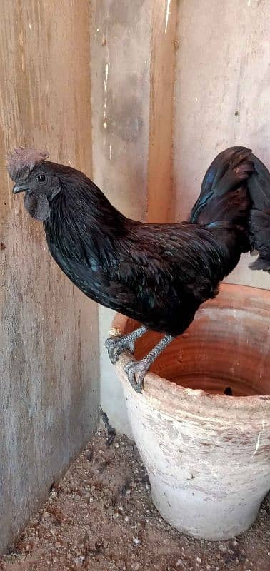 Ayam cemani breeder pair for sale in Quetta 1