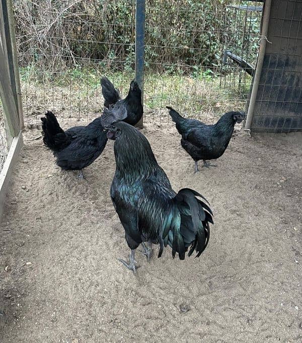 Ayam cemani breeder pair for sale in Quetta 2