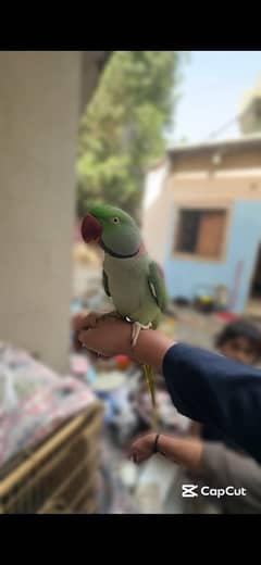 kashmiri Raw parrot fully hand tame talking