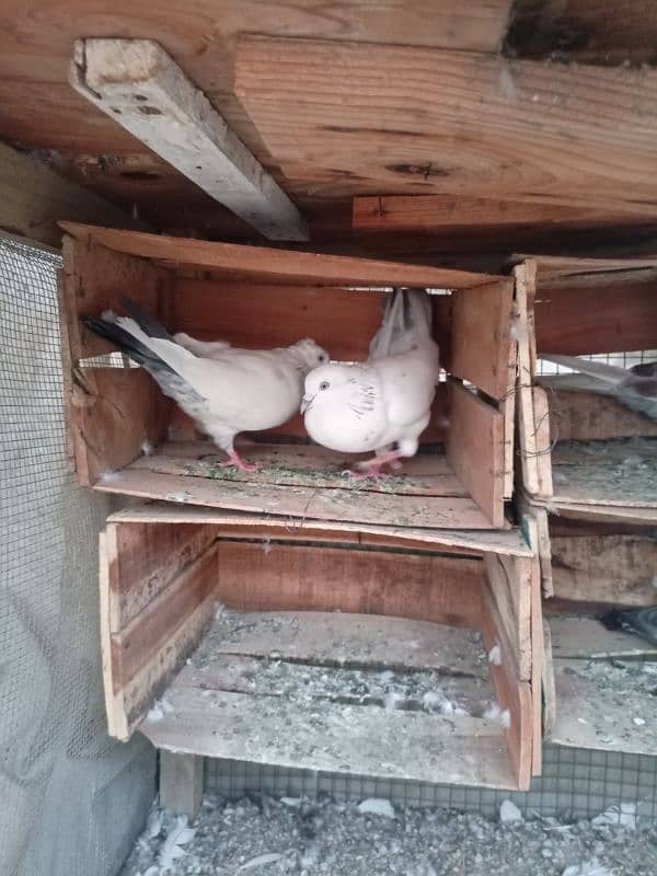 Pigeon kabli pair 1