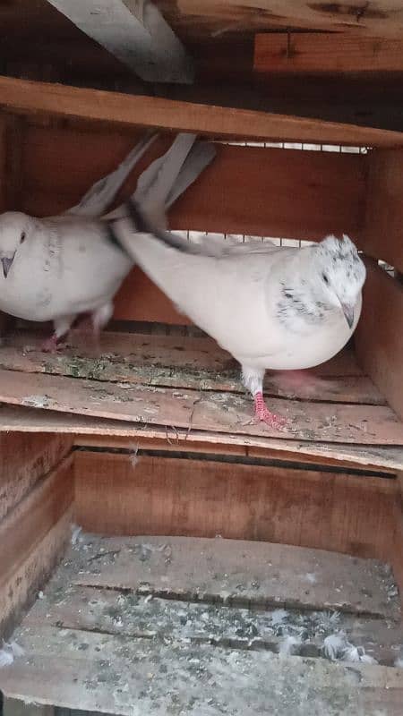 Pigeon kabli pair 4