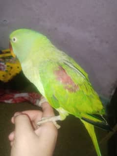 raw parrot talking ma mitho kaka or sitiya Marta ha or bhi seekh rha h