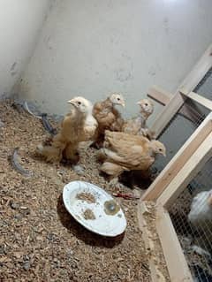 Golden buff argent sale active chicks