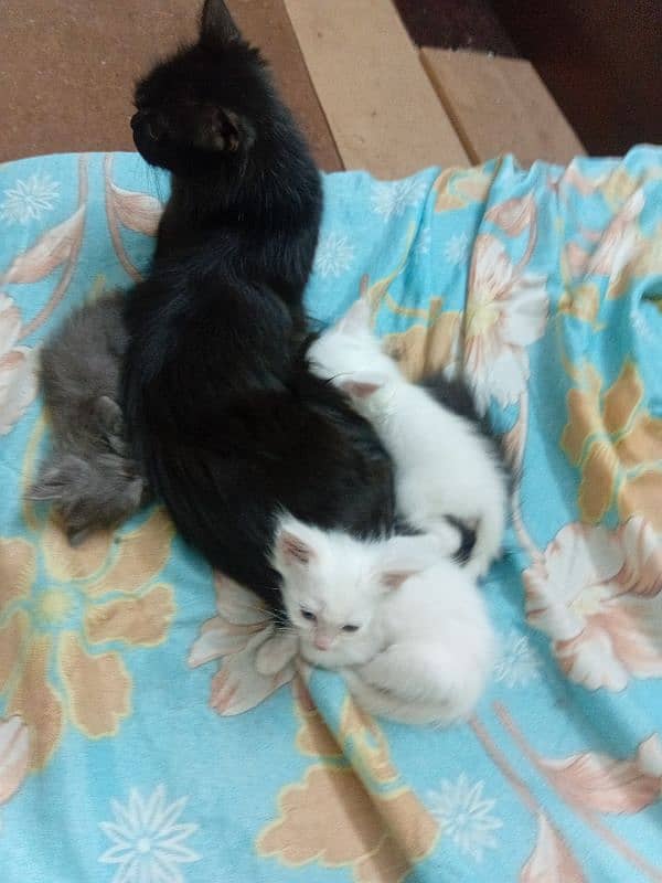 PERSIAN BABY CAT FOR SALE 2