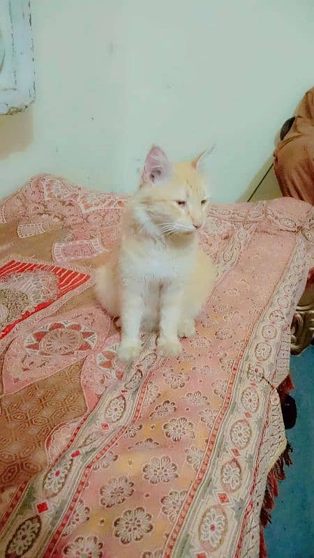 ak billi char bachay 03411165541 0